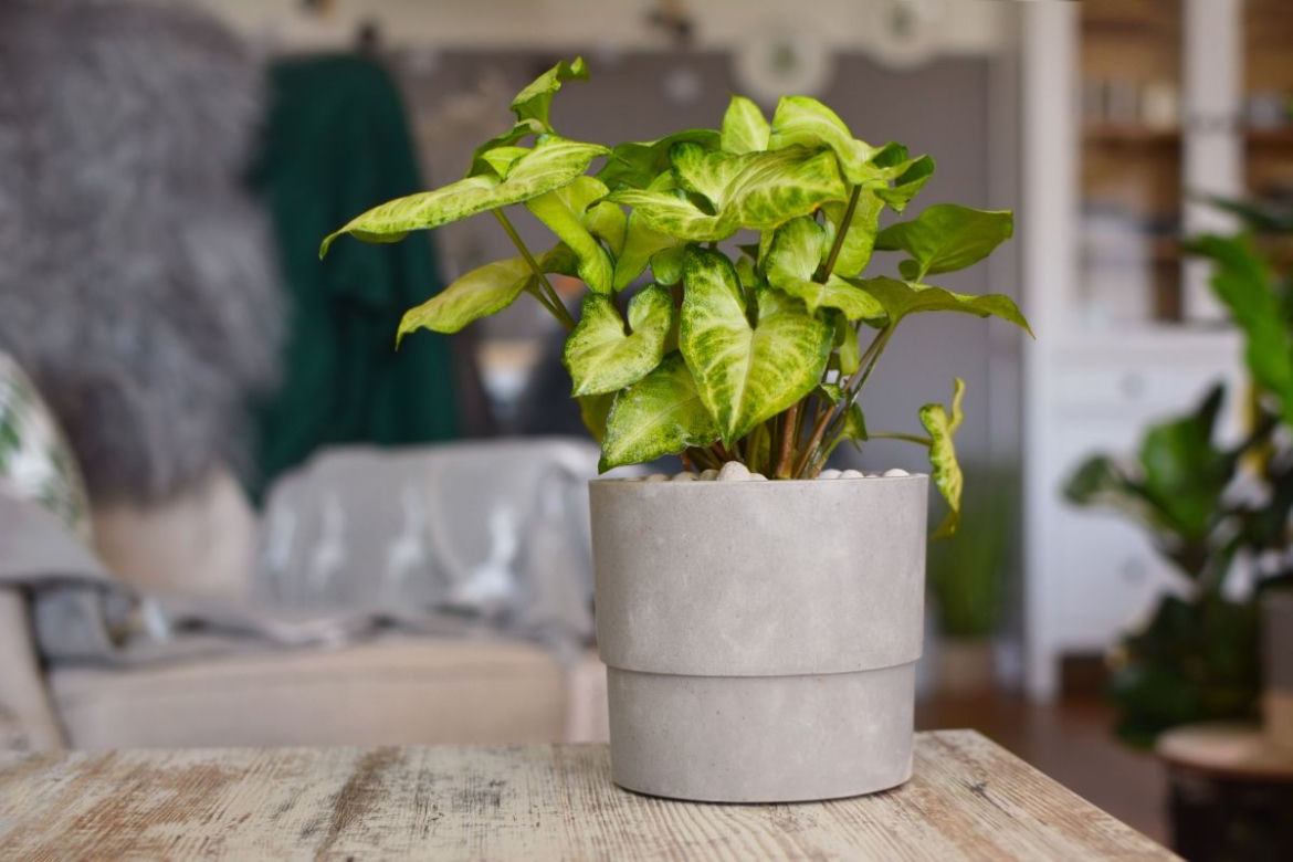 Syngonium w hydroponice