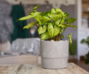 Syngonium