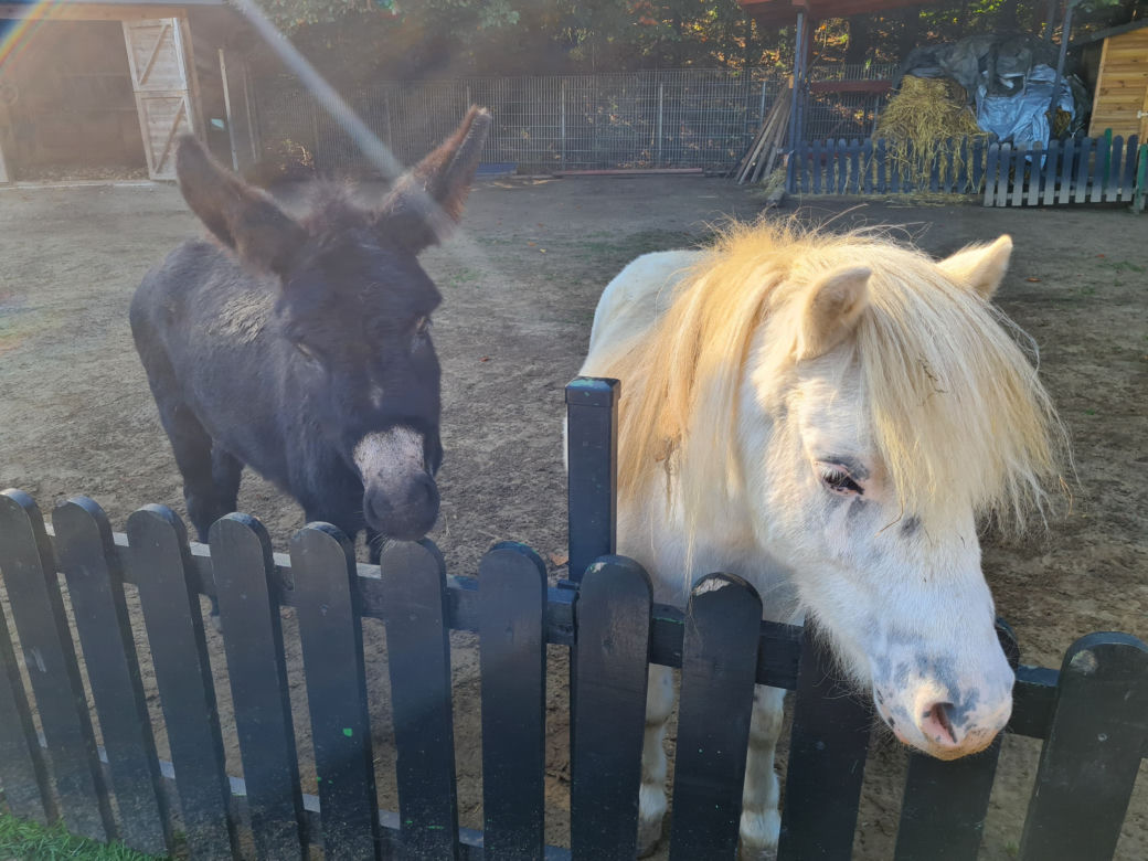 Dyniowa Farma w Radawie.  Jedno z najbardziej instagramowych miejsc na Podkarpaciu [GALERIA]