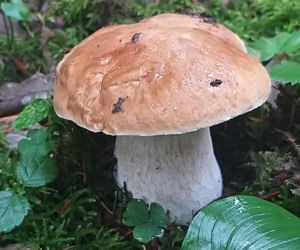 Król starachowickich lasów Samotny Wilk
