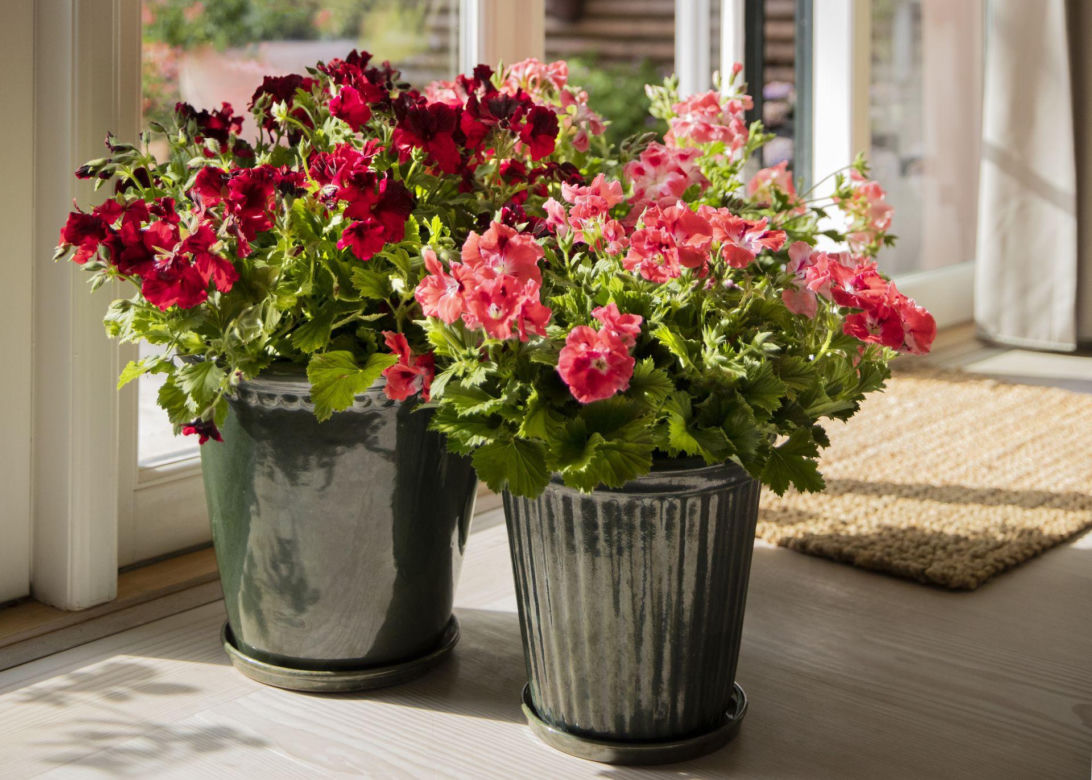Pelargonia angielska