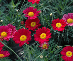 Argyranthemum