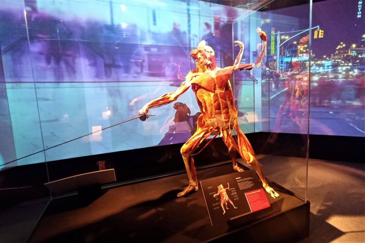 Wystawa Body Worlds w Szczecinie