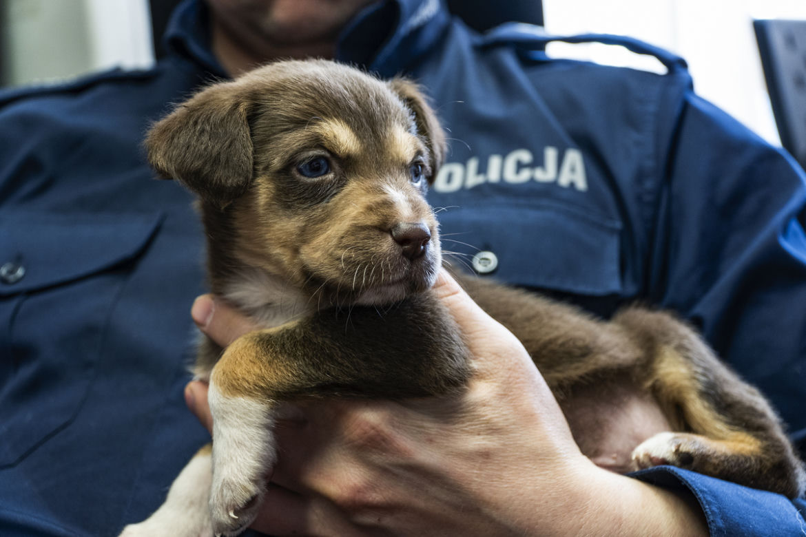 Maleńkie szczeniaczki były bliskie śmierci. Policjanci z Nowego Dworu Gdańskiego pokazali wielkie serca
