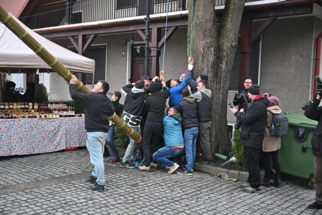 35 metrów i 80 centymetrów liczy palma, która zwyciężyła tegoroczny konkurs palm w Lipnicy Murowanej