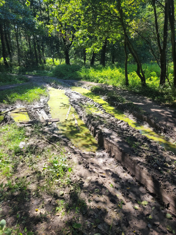Prastara Puszcza Dulowska w Małopolsce. Spotkasz tam nawet łosie! 