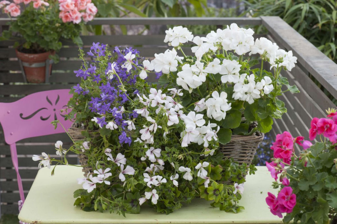 Pelargonie