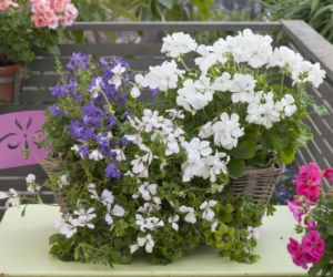 Pelargonie