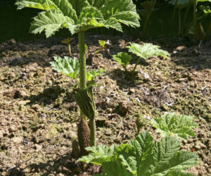 Gunnera olbrzymia
