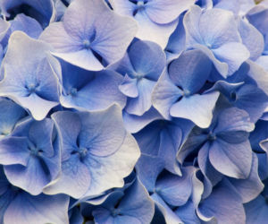 Hortensja ogrodowa 'Nikko Blue'