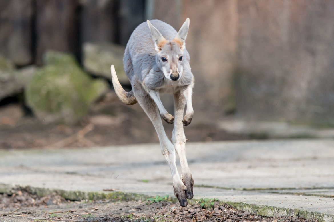 Nowy mieszkaniec wrocławskiego zoo