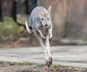 Nowy mieszkaniec wrocławskiego zoo