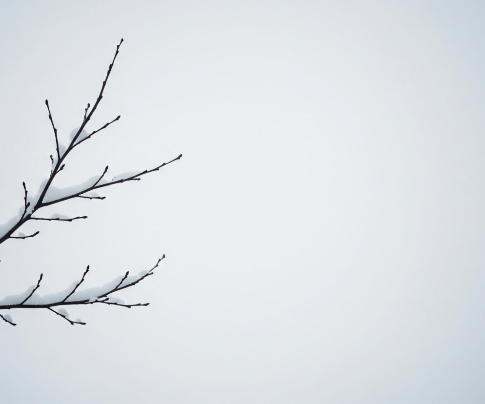 Ciemne gałęzie drzewa, pozbawione liści, rozciągają się od lewego dolnego rogu w kierunku prawego górnego, tworząc zygzakowaty wzór. Na górnych powierzchniach gałęzi i mniejszych pędów zalega warstwa białego śniegu, wyraźnie kontrastująca z ciemnym drewnem. Tło stanowi jednolita, jasnoszara przestrzeń, tworząca zimową atmosferę.