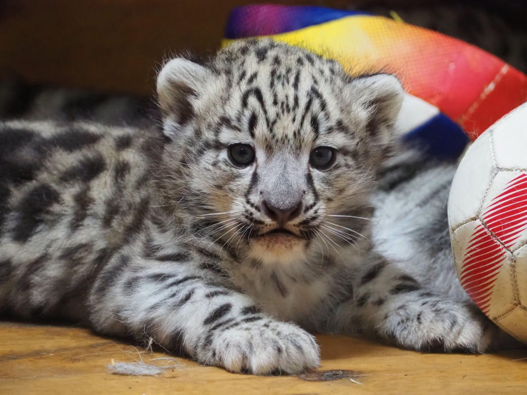 Ale słodziaki! W warszawskim ZOO urodziły się trzy irbisy śnieżne. Są już imiona