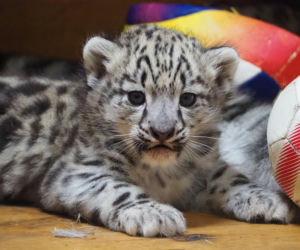 Ale słodziaki! W warszawskim ZOO urodziły się trzy irbisy śnieżne. Są już imiona