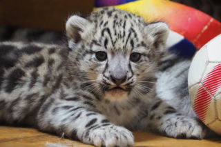 Ale słodziaki! W warszawskim ZOO urodziły się trzy irbisy śnieżne. Są już imiona
