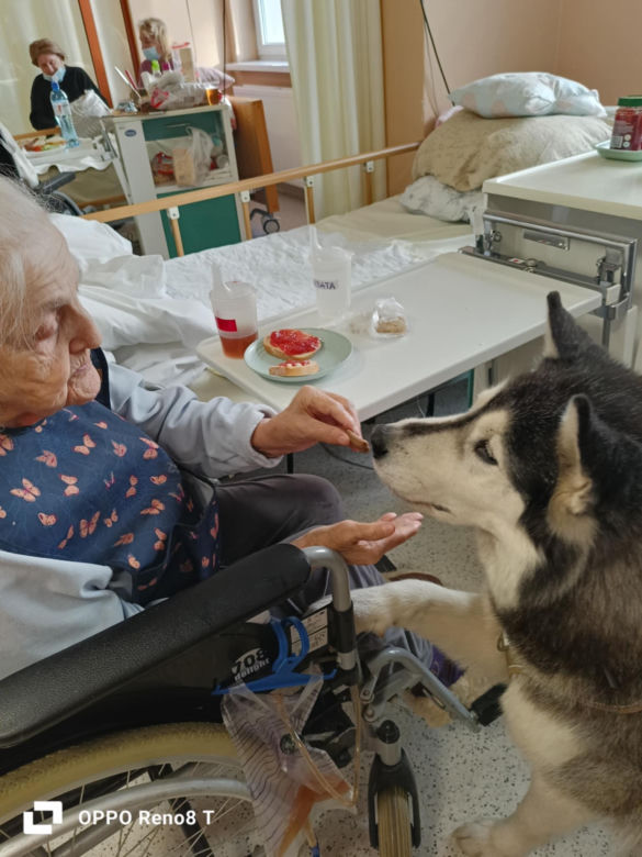 Dogoterapia w starachowickim ZOL-u. Czworonożnym terapeutą jest uroczy Hachi