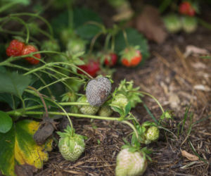 Poznaj choroby truskawek i sposoby na ich zwalczanie!
