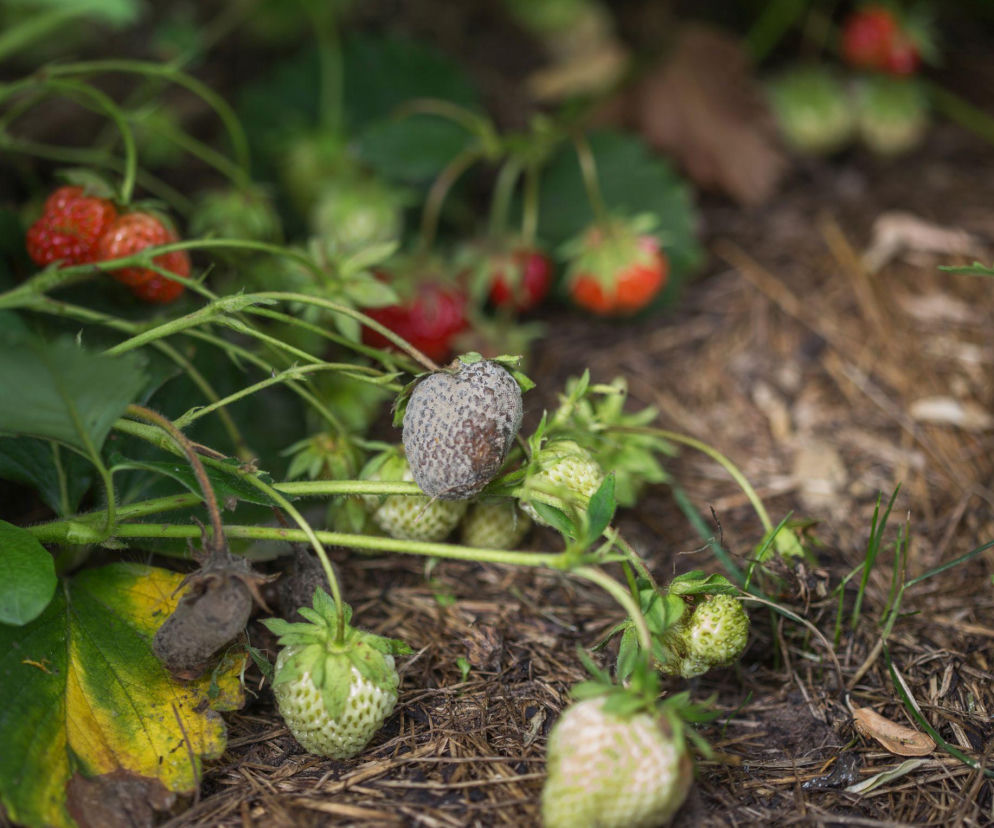 Poznaj choroby truskawek i sposoby na ich zwalczanie!