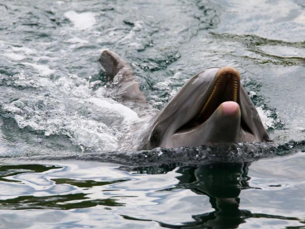 Delfin w Bałtyku