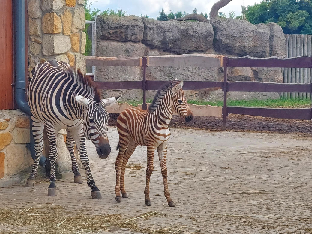 Mała zebra w zamojskim ZOO