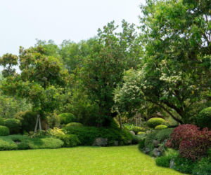 Drzewa i krzewy w ogrodzie