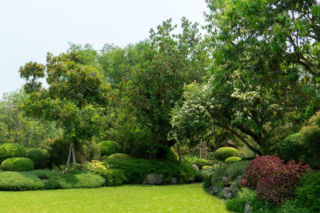 Jakie drzewa najlepiej chronią przed wiatrem?