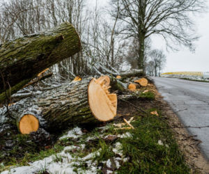 WARIAT Z PIŁĄ grasuje na Pomorzu! Naciął kilkadziesiąt drzew. Jedno RUNĘŁO NA DROGĘ