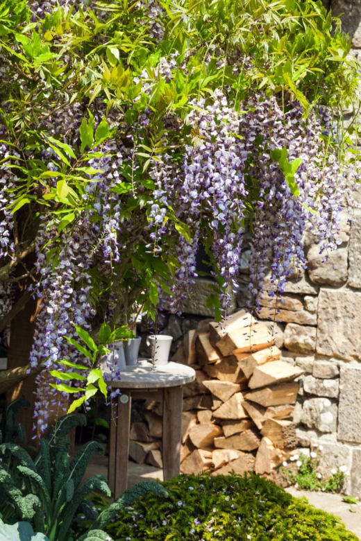 Wisteria (glicynia)