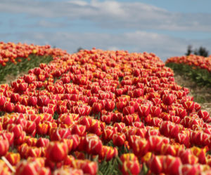 Tulipany na polach w Chrzypsku Wielkim