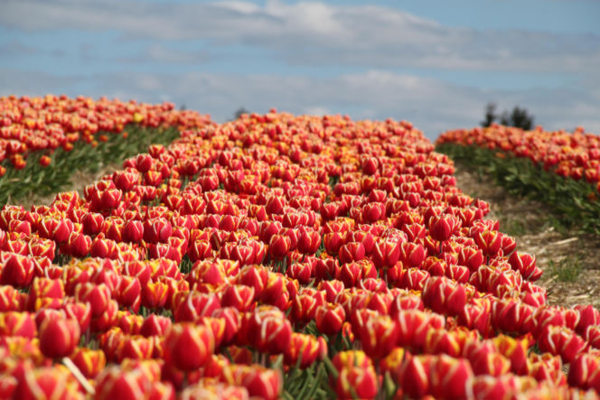 Tulipany na polach w Chrzypsku Wielkim