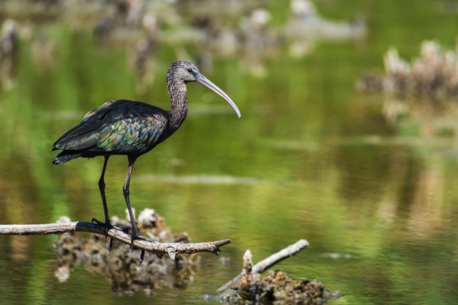 Ibis