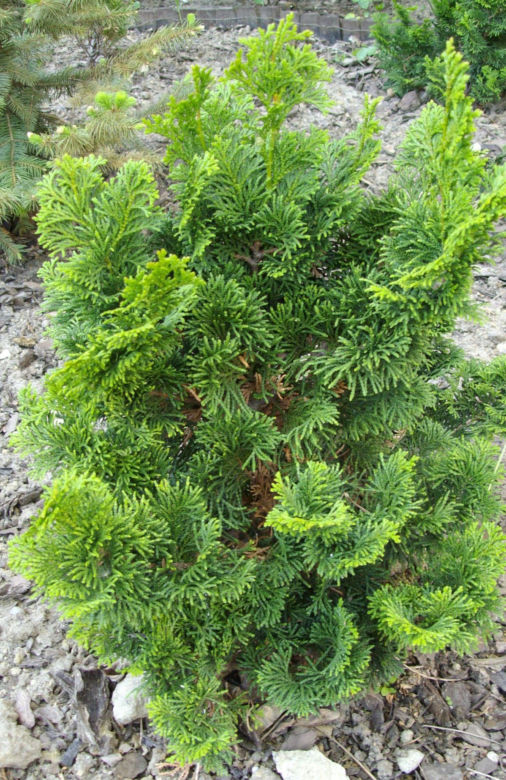 Cyprysik japoński 'Nana Gracilis'