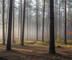 Kampinoski Park Narodowy apeluje o zaprzestanie dokarmiania zwierząt. Co grozi faunie i ludziom?