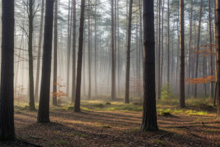 Kampinoski Park Narodowy apeluje o zaprzestanie dokarmiania zwierząt. Co grozi faunie i ludziom?