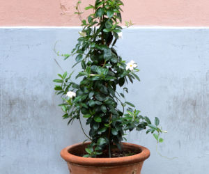Dipladenia