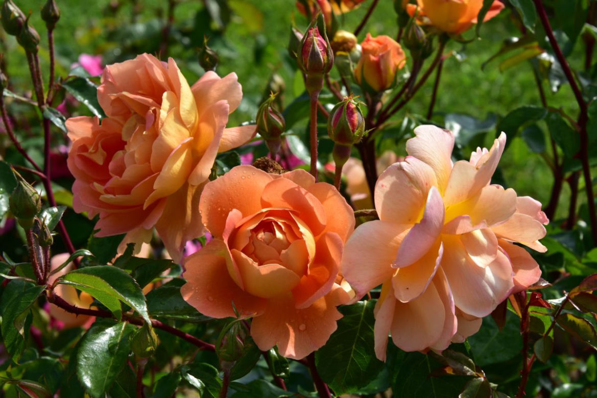 roze7.jpg