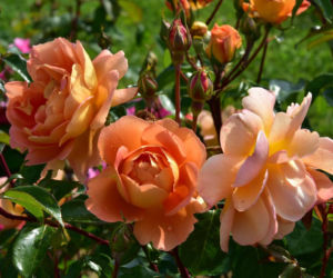 roze7.jpg
