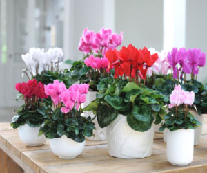 cyclamen4.jpg