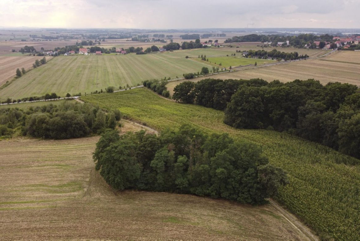 Mikołajowice. Mieszkamy na żyle złota