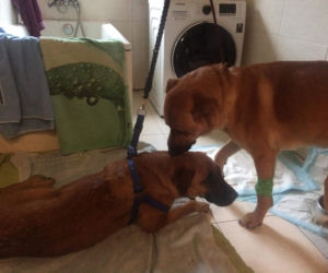 Chciał ZABIĆ niewinnego psa, więc do niego STRZELAŁ! Poszukuje go policja [WIDEO, ZDJĘCIA]