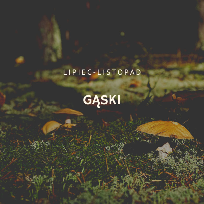 Gąski