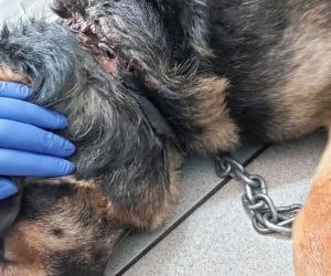 Nowy Dwór Maz. Miał łańcuch wrośnięty w skórę! Odór rozkładającego się ciała [ZDJĘCIA]