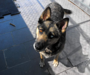 Psy z Radys już w Kędzierzynie-Koźlu! Możesz je adoptować