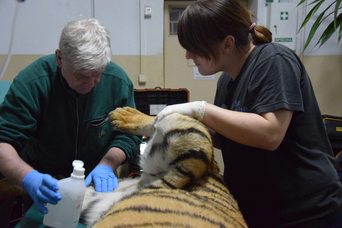 Operowany tygrys w poznańskim ZOO walczy o życie