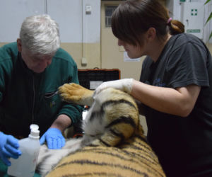 Operowany tygrys w poznańskim ZOO walczy o życie