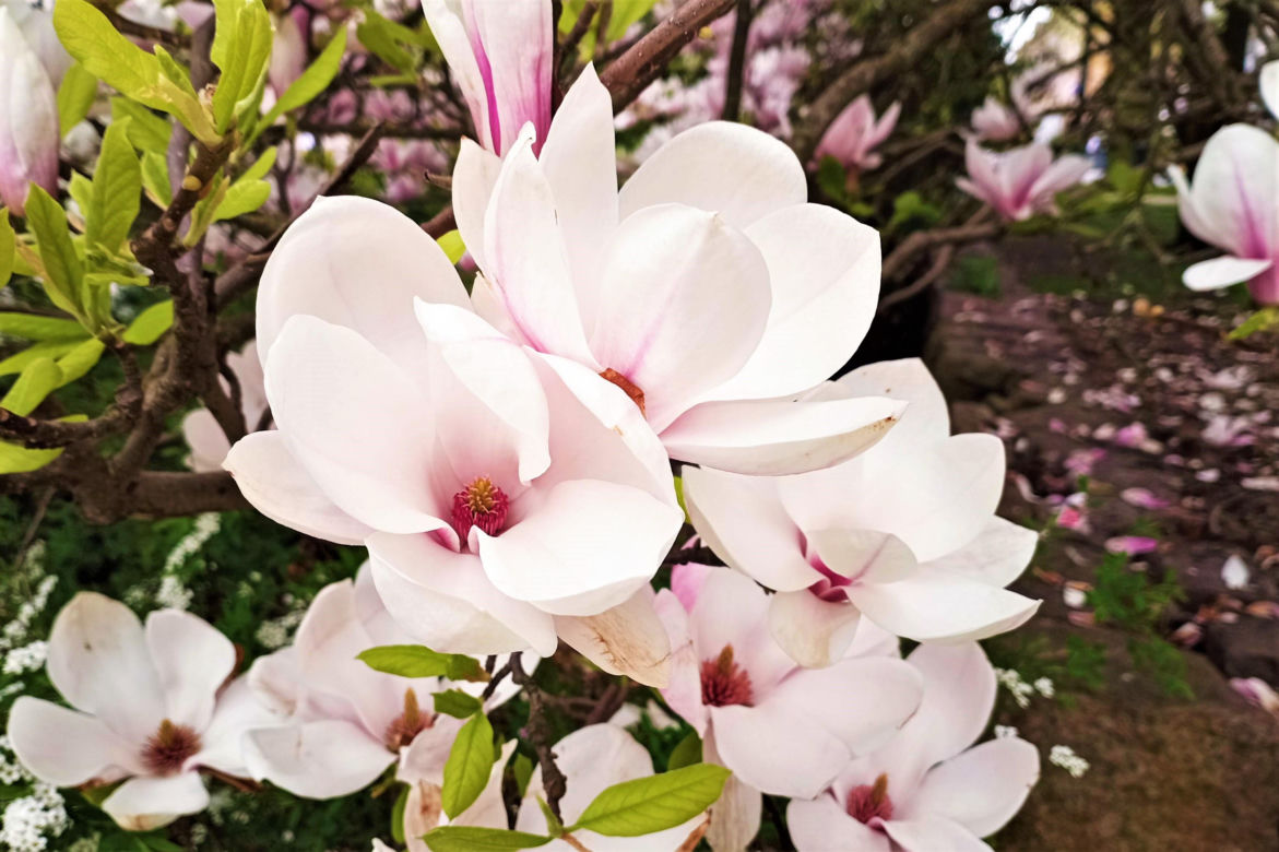 Magnolie w Szczecinie