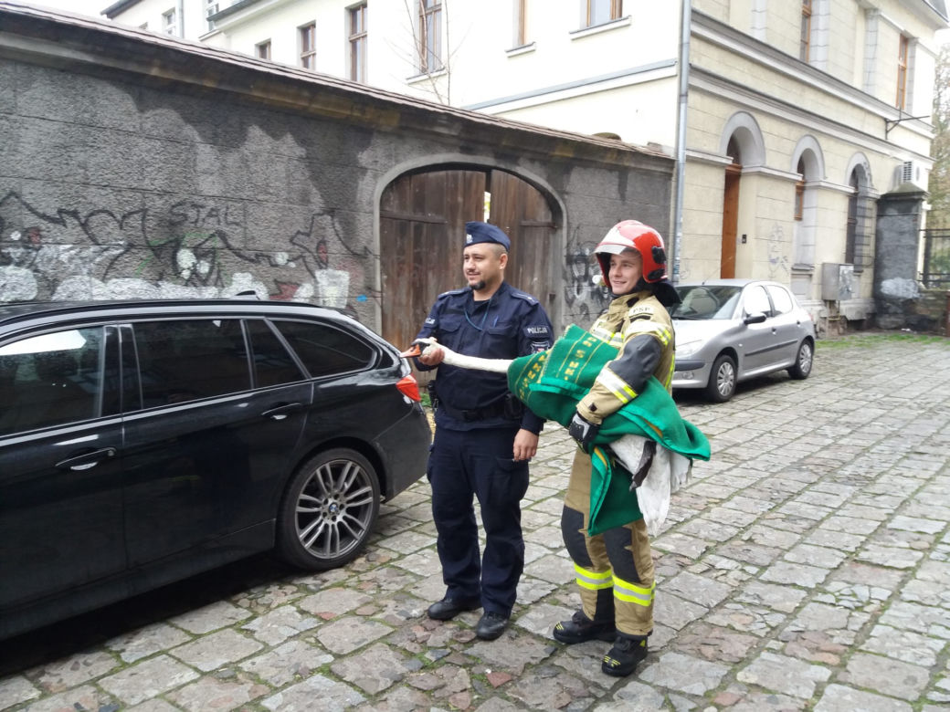 Wielka obława na łabędzia