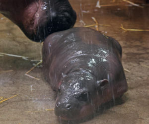 Wyjątkowe narodziny w gdańskim zoo! Na świat przyszła mała hipopotamka karłowata