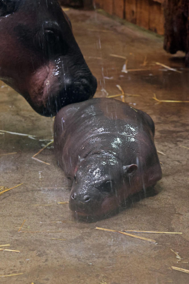 Wyjątkowe narodziny w gdańskim zoo! Na świat przyszła mała hipopotamka karłowata